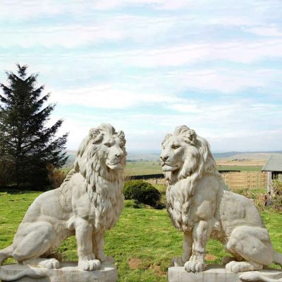 Large size carve white marble design lion statue outside house DZL-D484